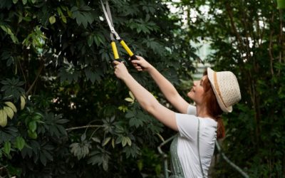 The Importance of Tree Trimming and Removal